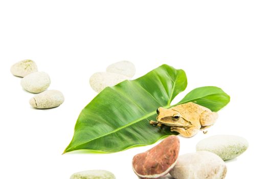 Shrub frog, Moss frog, Polypedates leucomystax on green leaf isolated on white background