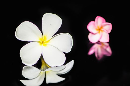 Frangipani flower  on black background.