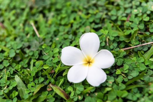 Beautiful Plumeria or Frangipani Flowers on Green grass