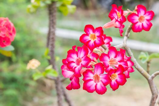 Adenium obesum (Desert Rose; Impala Lily; Mock Azalea)