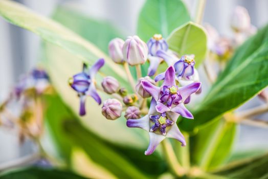 Calotropis gigantea (Crown flower) is a species of Calotropis