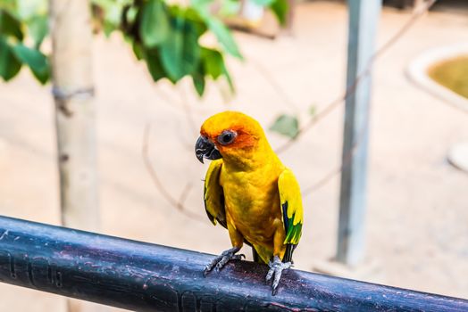 Parrots on blur background.