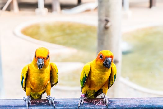 Parrots on blur background.
