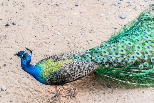 Colourful peacock walking with its tail closed and in profile.