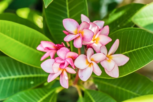 Plumeria. Beautiful pink inflorescence