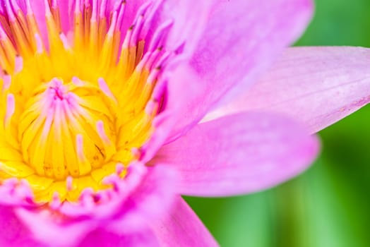 close up of yellow-pink lotus flower.