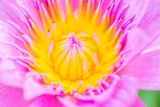 close up of yellow-pink lotus flower.