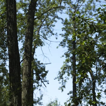 Tall green leaf trees and blue sky