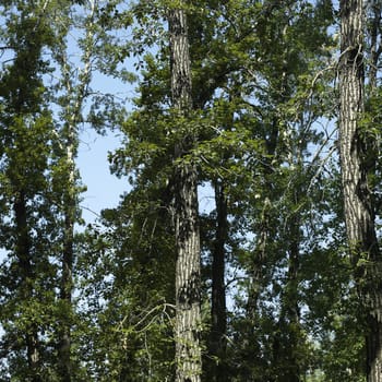 Tree branches with green leaves and blue sky