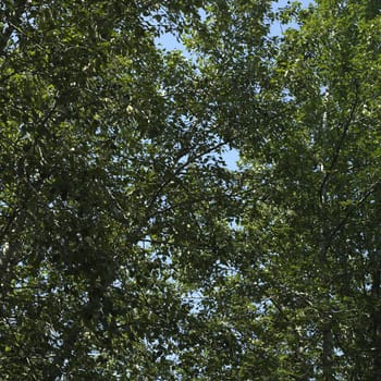 Tree branches with green leaves and blue sky