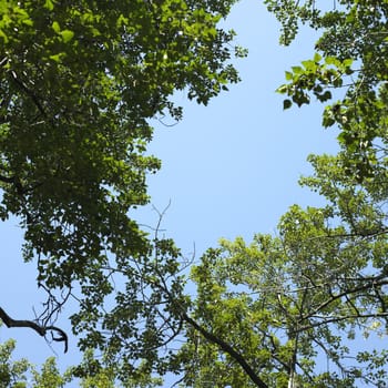 Tree branches with green leaves and blue sky