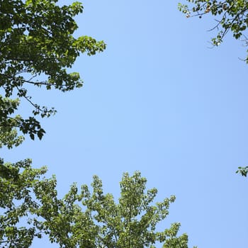 Tree branches with green leaves and blue sky