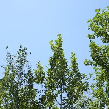 Tree branches with green leaves and blue sky