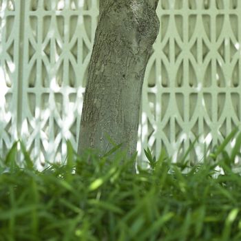 Tree and grass in front of a textured wall, grass in focus