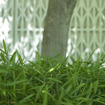 Tree and grass in front of a textured wall, grass in focus