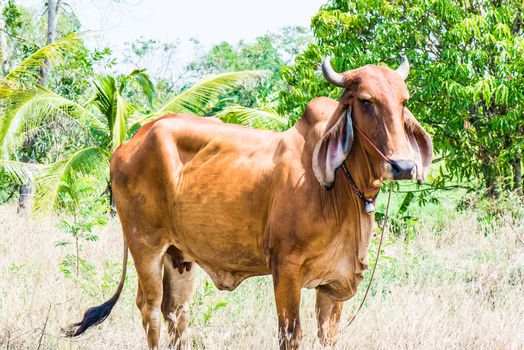 Red cow pasture in village at summer