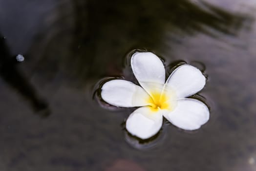 frangipani spa flowers over  water background
