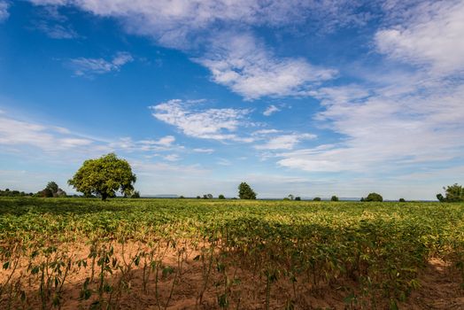 a field of cassava plant in Thailand