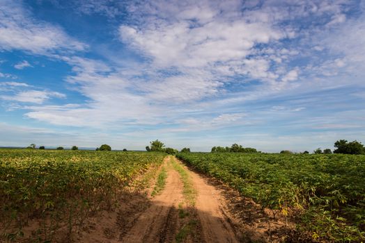 a field of cassava plant in Thailand