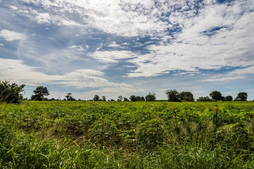 a field of cassava plant in Thailand