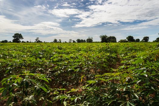 a field of cassava plant in Thailand