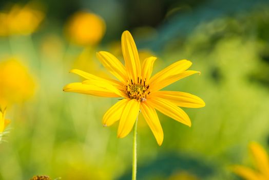 Jerusalem artichokes, herb for a healthy choice for diabetics and raw materials processed into ethanol and liquor