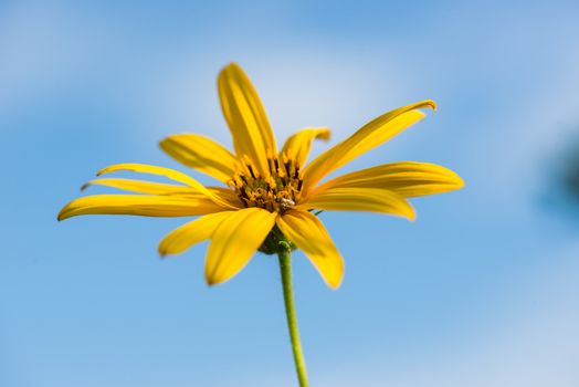 Yellow topinambur flowers (daisy family) against blue sky