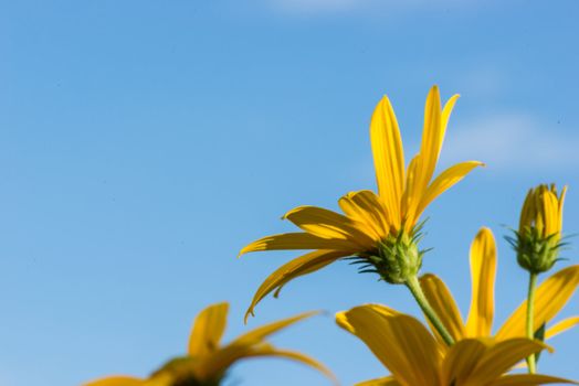 Yellow topinambur flowers (daisy family) against blue sky