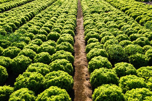 Rows of salad on a large agriculture field in late summer