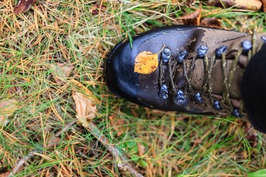 Yellow autumn leaf on a wet trekking boot
