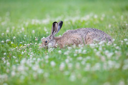 Rabbit eating grass on a city park