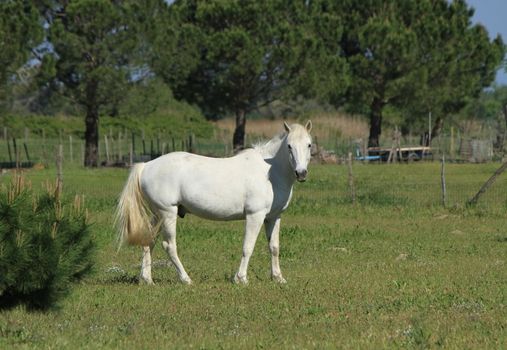 One Camargue horse standing in a meadow, France