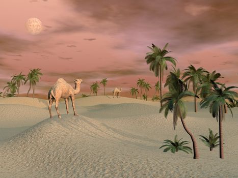 Camels standing in a sand desert with palmtrees by sunset light - 3D render