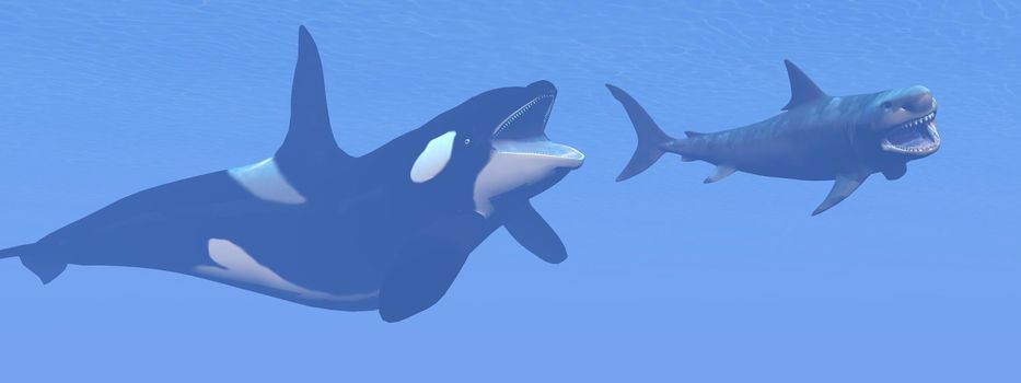 Prehistoric underwater scene showing killer whale attacking small megalodon shark - 3D render