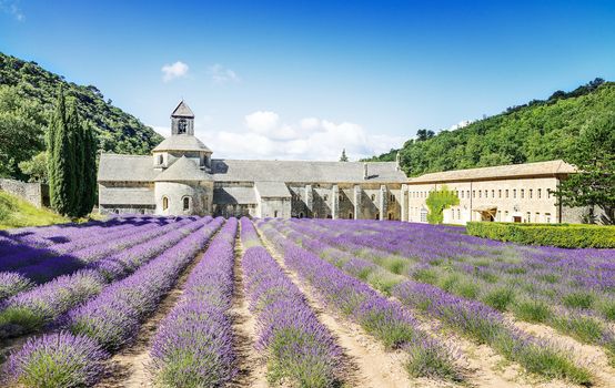 Abbey of Senanque and blooming rows lavender flowers. Gordes, Luberon, Vaucluse, Provence, France. 