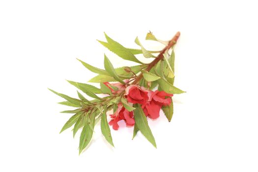 fresh red Balsam on a light background