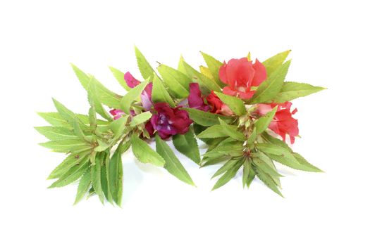 fresh healthy red and purple Balsam on a light background