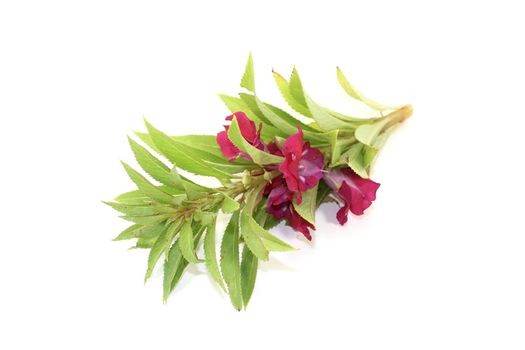 fresh healthy purple Balsam on a light background