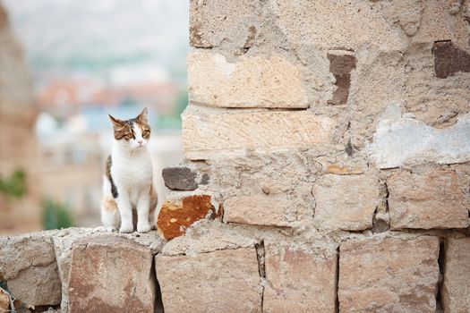 Domestic cat in the village. Turkey