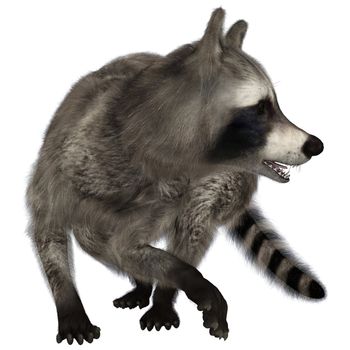 3D digital render of an amazing animal raccoon isolated on white background