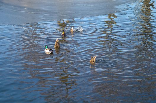 Ducks in the lake. Yanukovych Mezhigorie. Ukraine
