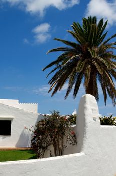 Beautiful Rural View with White Cement Fence and Big Palm Tree on Blue Sky background Outdoors