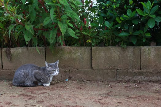 My cat is crouch on the ground.