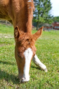 Young foal grazing green grass