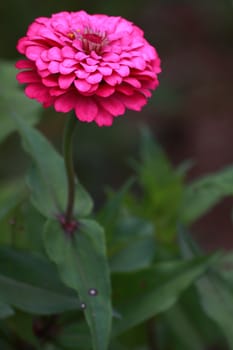 The zinnia elegans nearly my room.So beautiful flower.