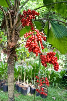 Red ripe areca of betel palm and green leaf in forest.