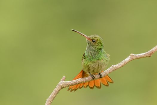 Rufous tailed hummingbird perching in a branch.