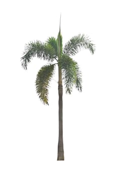 Palm tree on a white background