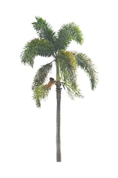 Palm tree on a white background