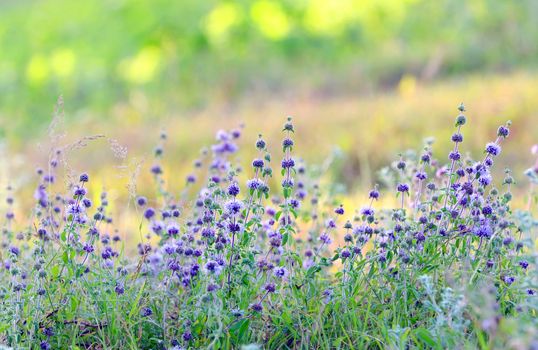 Branches of flowering lavender on field